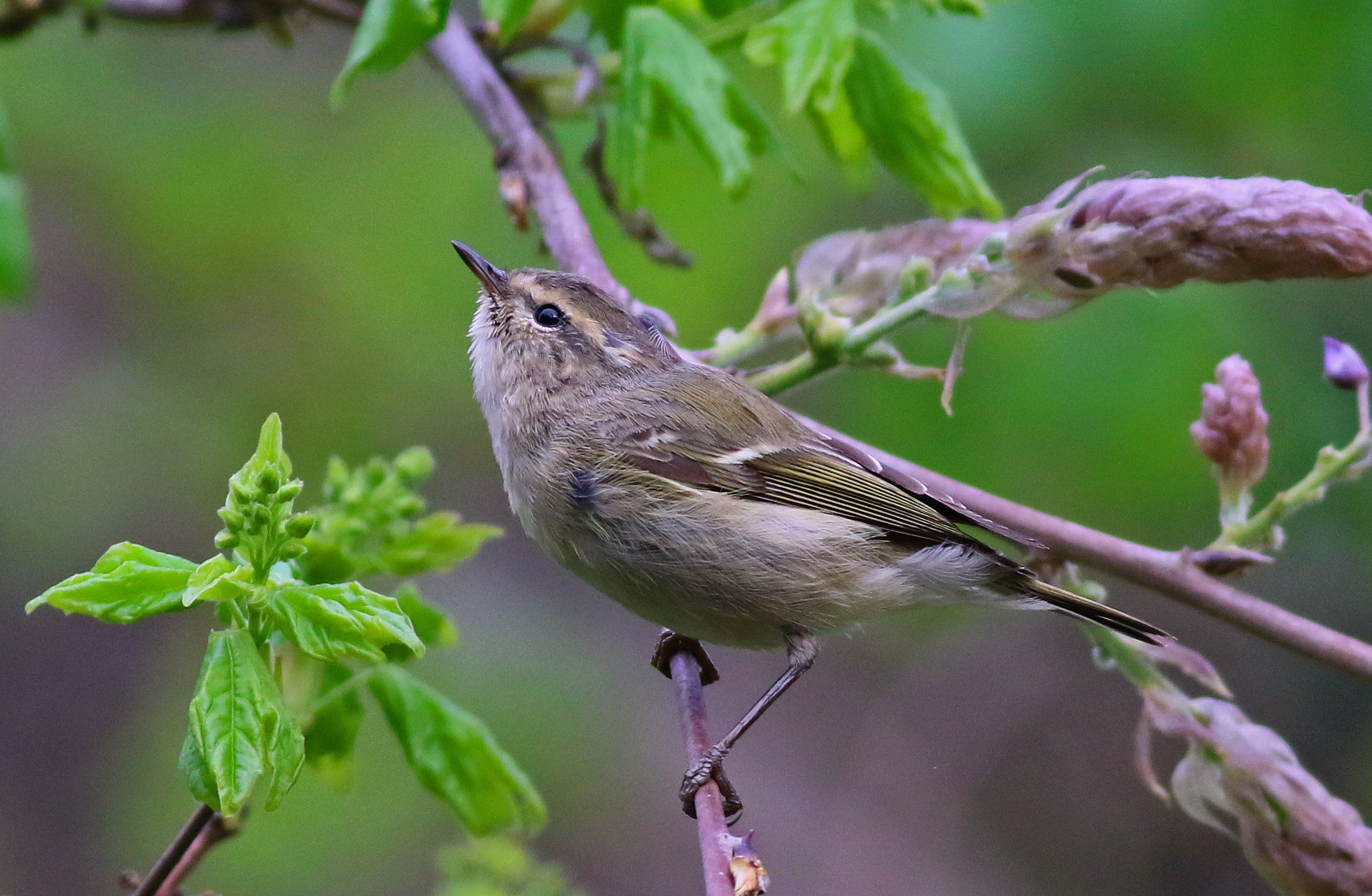 Hume's Warbler — Ana fotoğraf